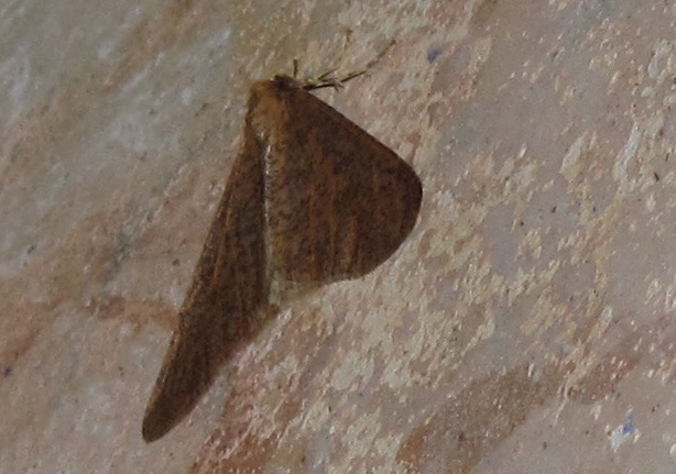 Falena da ID - Erannis defoliaria, Geometridae